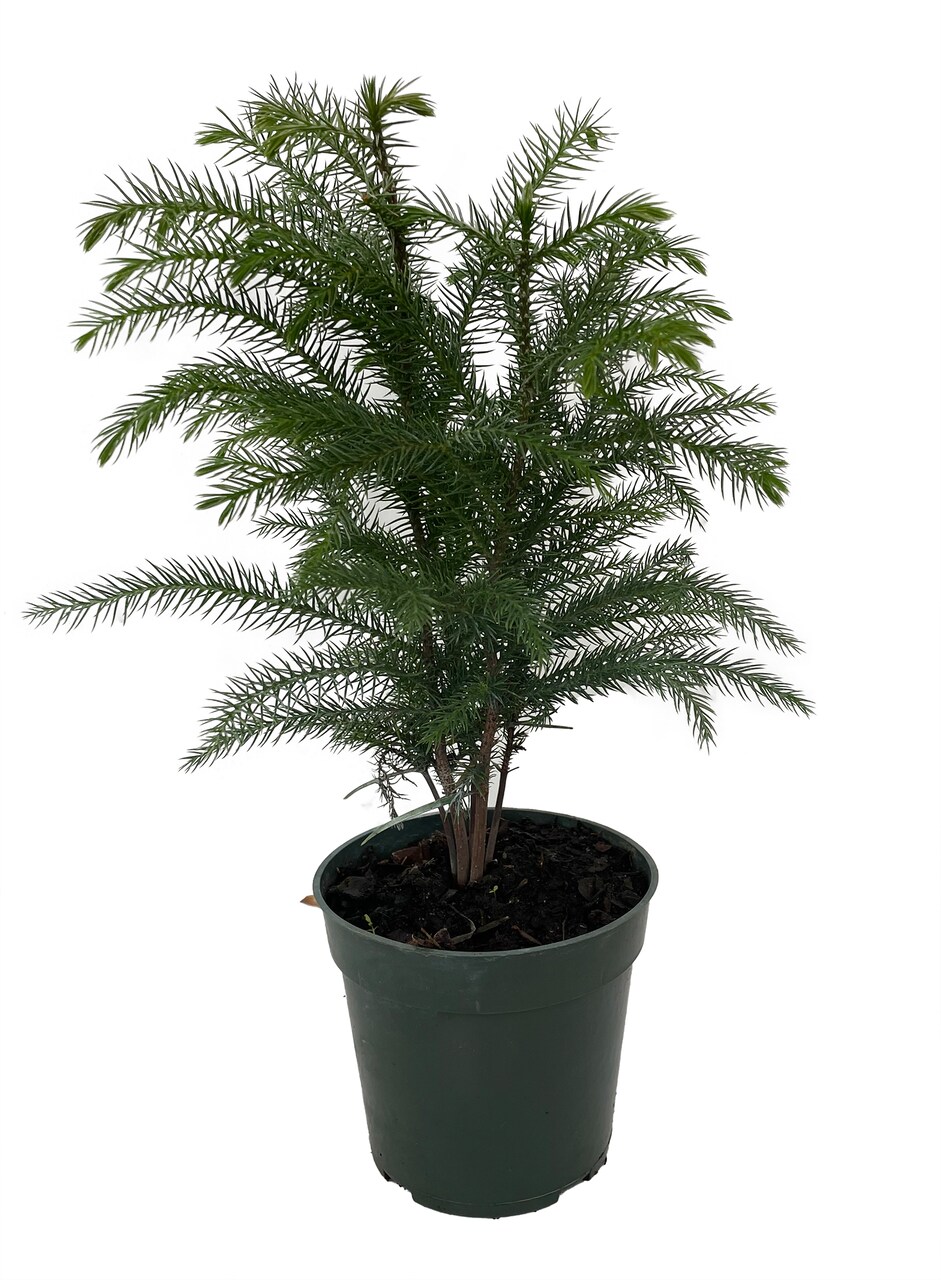 Norfolk Island Pine Live Indoor Christmas Tree - Grown in Ohio - 4" Pot